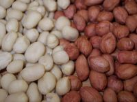 Argentine Peanut Runner