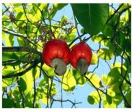 Cheap Cashew Nut | Wholesale Cashew Nut