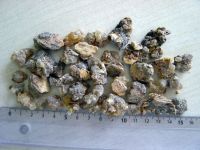 Olibanum