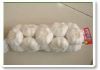 pure white garlic