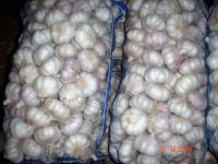 normal white garlic
