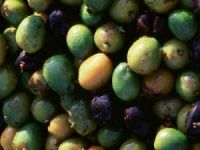 Saw Palmetto Supplement for Hair loss and Prostate support