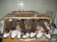 Hake whole