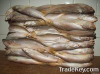 King weakfish