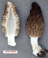 Morchella