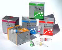 Transfection   Reagent