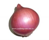 Onion, Onion Supplier, Chinese Onion, Red Onion,