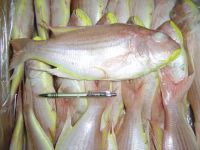 Frozen Japanese Threadfin Bream
