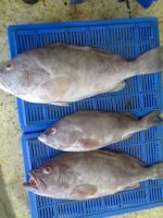 Frozen White Grouper