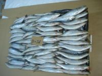 Frozen Sardine