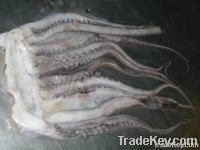 Giant Squid Tentacles