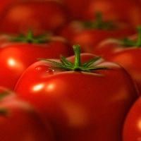 Tomato