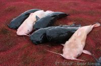 All Kind Of Catfish