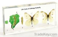 Life Cycle of Cabbage Butterfly Embedded Specimen