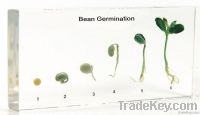 Bean Germination Mounted Specimen