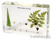 Life Cycle of Fern teaching embedded specimen