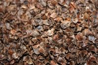 Buckwheat Husk
