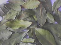 LAUREL LEAVES