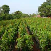 Mango Plants