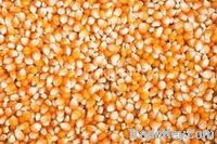  Maize | Maize Exporter | Corn Grain Seller | Maize Buyer | Bulk Maize Grain Importer | Corn bean Buyer | Corn bean Wholesaler | Corn Grain Manufacturer | Best Quality Corn Grain | Cheap Maize Supplier | Low Price Corn | Yellow Corn | White Cron | Baby Ma