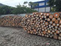 Eucalyptus and pine