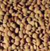 Red Lentils
