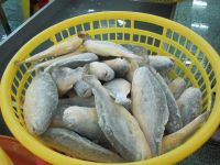 Frozen Fish