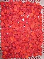 Wild Raspberry
