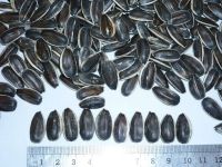 sunflower seeds 5135