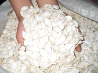 snow white pumpkin seeds