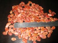 red watermelon seeds