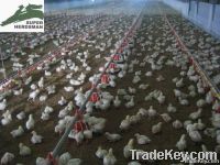 Poultry farm machinery