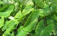 dasheen leaves (taro)