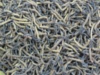 Aweto(cordyceps