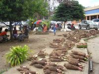 Vanuatu: Frozen Taro