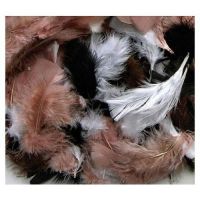 nature feathers