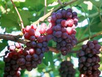 Grape Seed *****