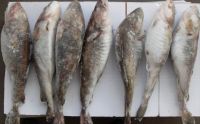 Frozen Fish