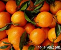 A class Navel orange