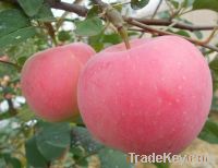 Yantai Red Fuji Apple