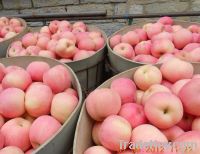 Yantai Red Fuji Apple