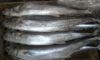 Frozen Mackerel