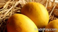 Alphonso Mango Supplier from India