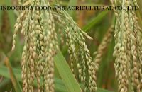 Long Grain White rice