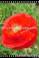 corn poppy