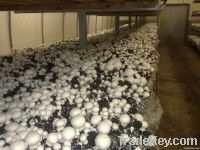 champignons mushroom compost