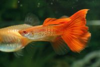 Ornamental Fish