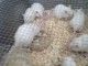 White Rats For Clinical Use/pets