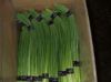 fresh garlic stems