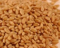 https://cn.tradekey.com/product_view/Australian-Wheat-Suppliers-australian-Wheat-Exporters-australian-Wheat-Manufacturers-1569254.html